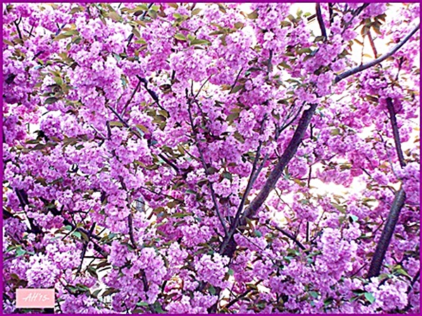 Aprilblüte in Chemnitz/4