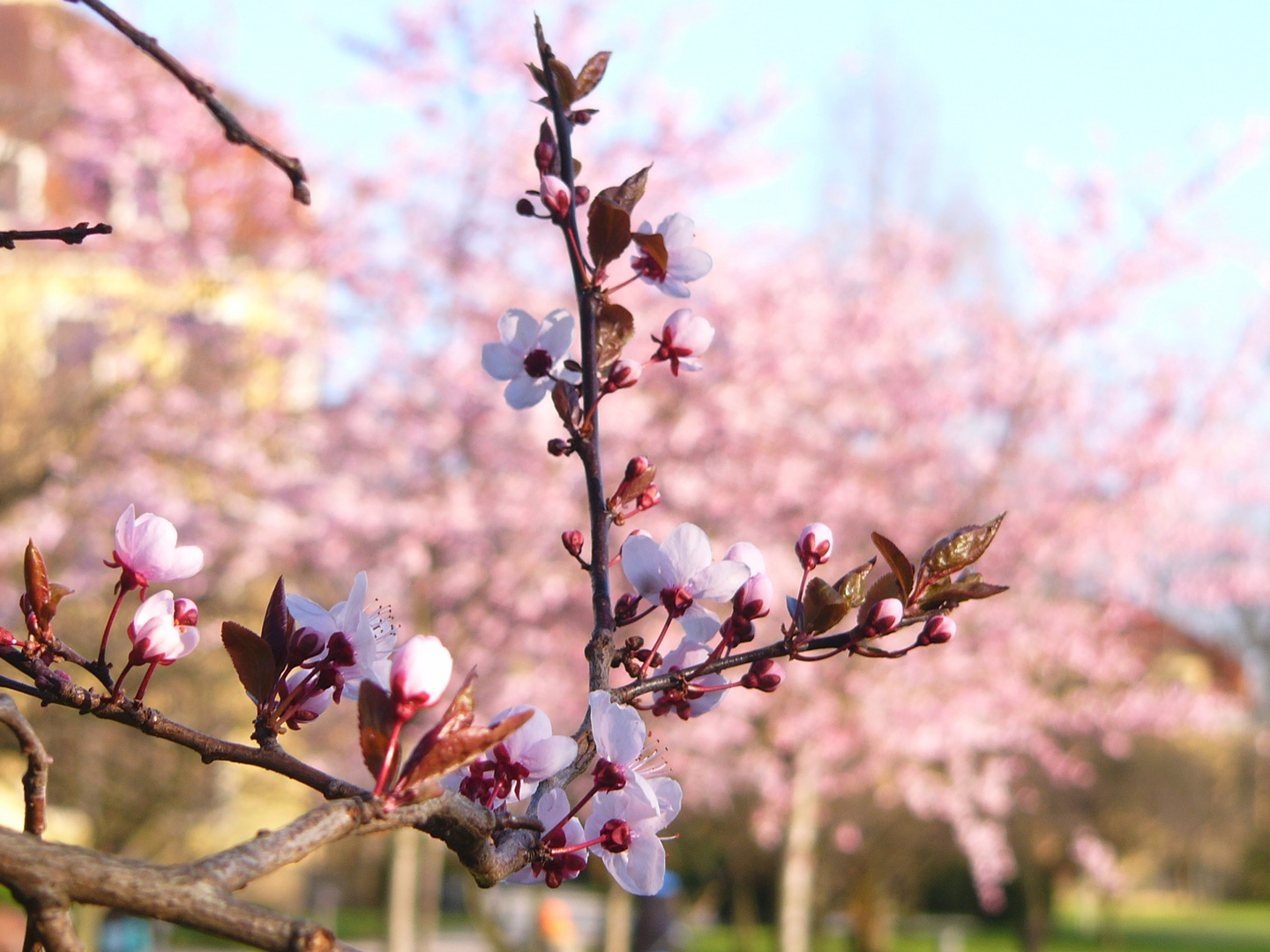 Aprilblüten...