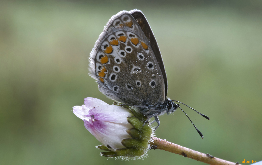 Aprile piccola farfallina