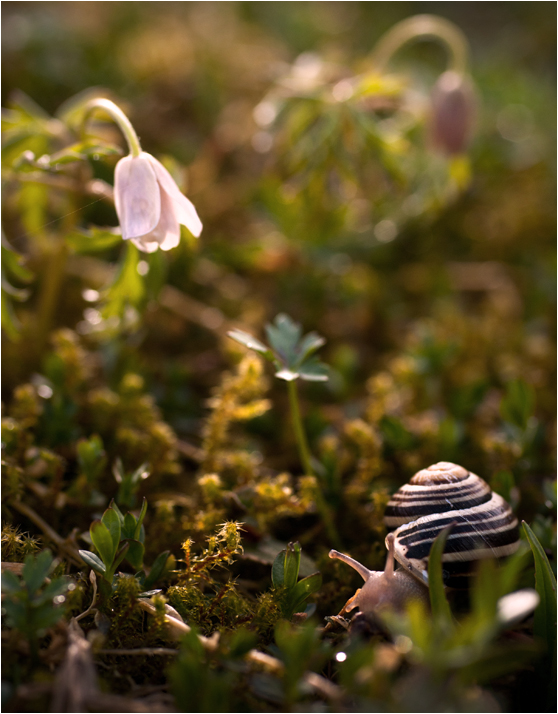 Aprilgefährten