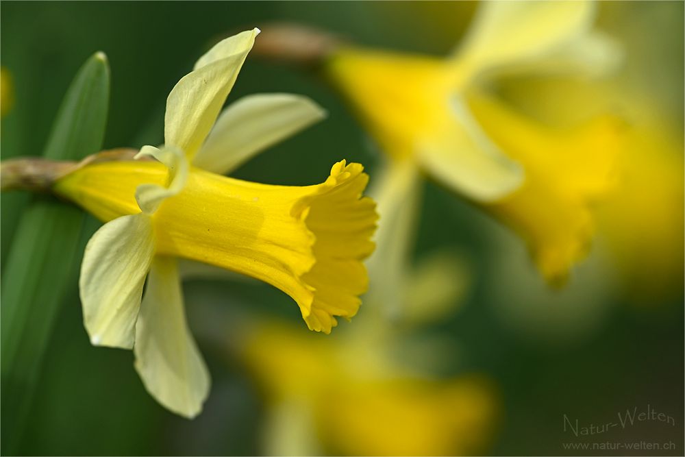 Aprilglocken in der Haute-Ajoie