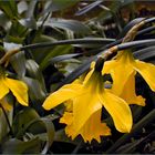 Aprilglocken - Narcissus (genus)