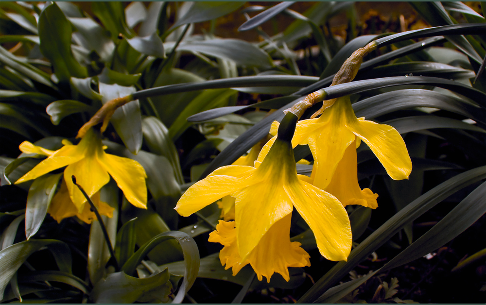 Aprilglocken - Narcissus (genus)