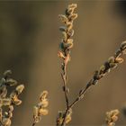 Aprilkätzchen