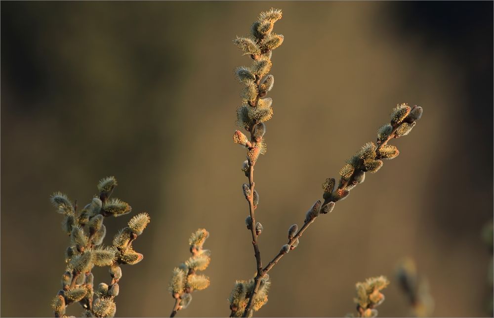 Aprilkätzchen