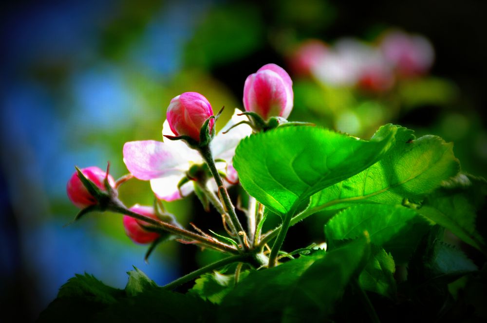 Aprilträumchen von Grasgrün 