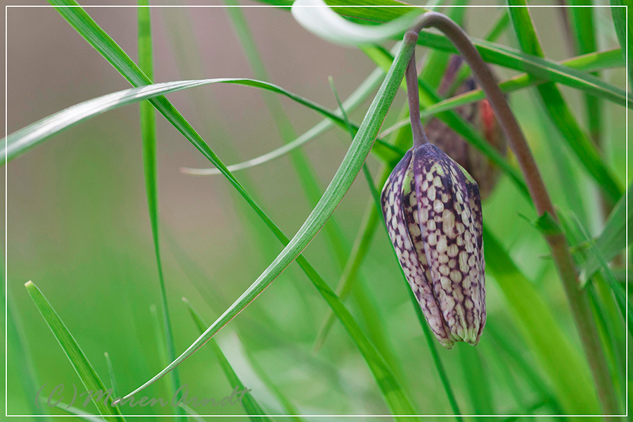 Aprilwetter