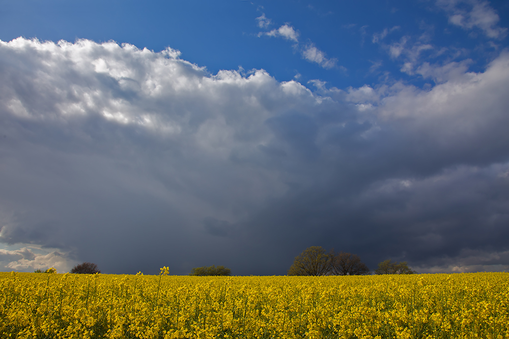 Aprilwetter mit Raps