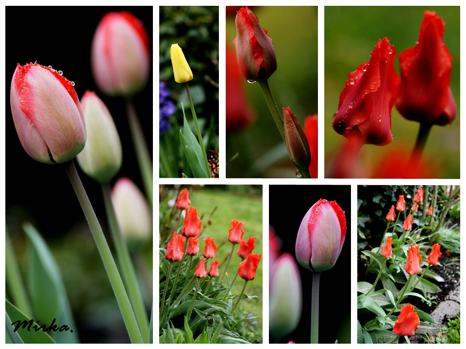 Aprilwetter - Tulpen im Regen