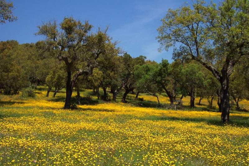 Aprilwiese im Alentejo