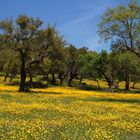 Aprilwiese im Alentejo