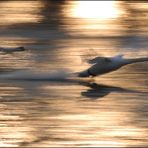 AprSchwäne im Flug 2