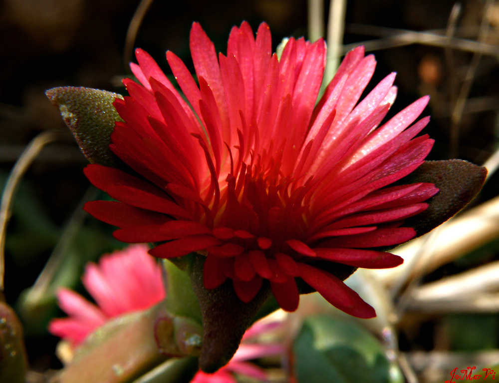 Aptenia cordiflora, las llamas que no queman.-