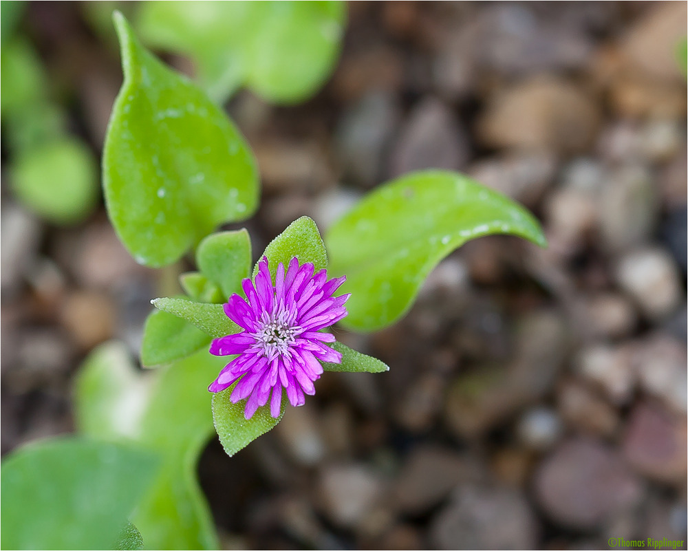 Aptenia cordifolia Mittagsblume