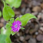 Aptenia cordifolia Mittagsblume