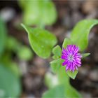 Aptenia cordifolia Mittagsblume.