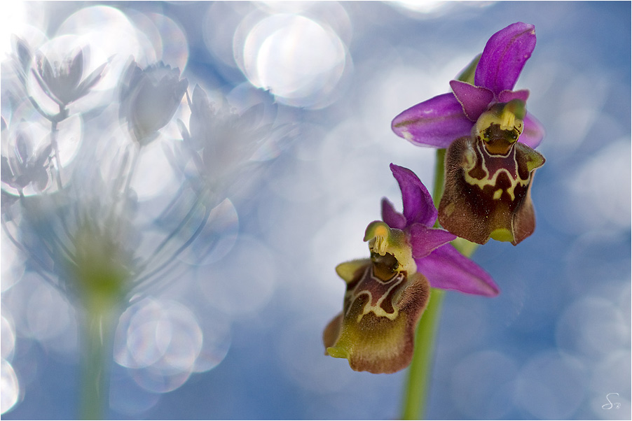 Apulische Hummel-Ragwurz