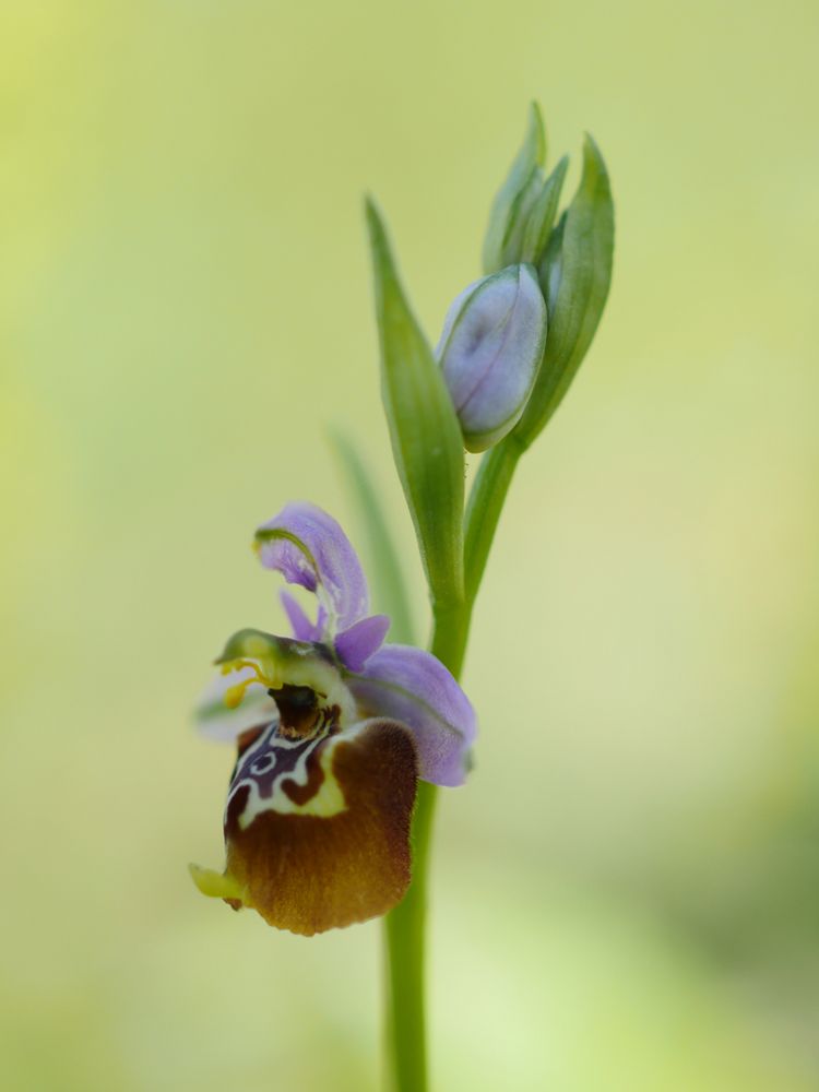 Apulische Ragwurz (Ophrys holoserica subsp. apulica)