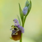 Apulische Ragwurz (Ophrys holoserica subsp. apulica)