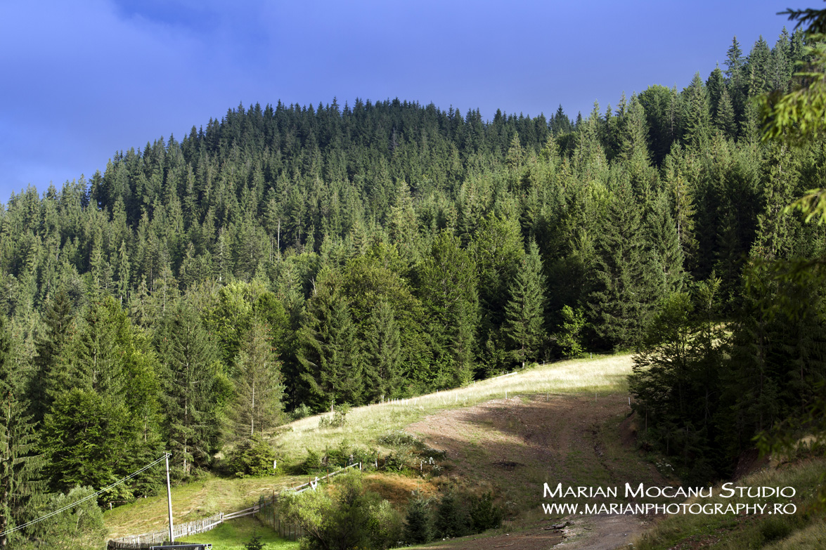 Apuseni landscape