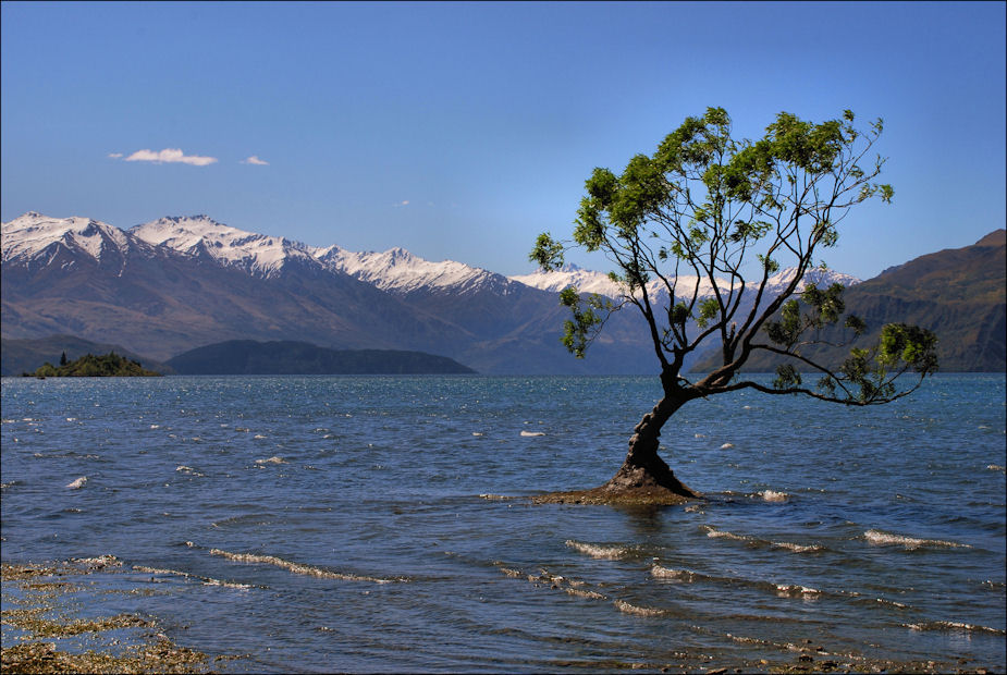 Aqua Tree