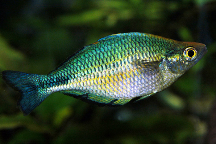 Aquamarin Regenbogenfisch