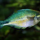 Aquamarin Regenbogenfisch