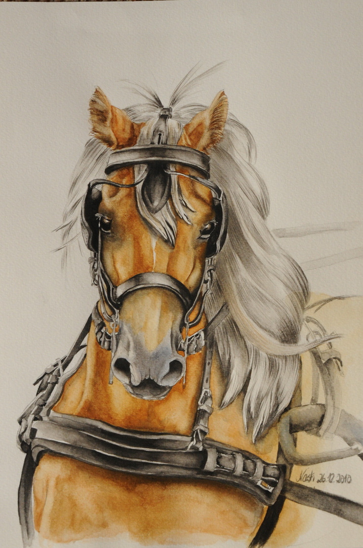 Aquarell-Haflinger im Geschirr