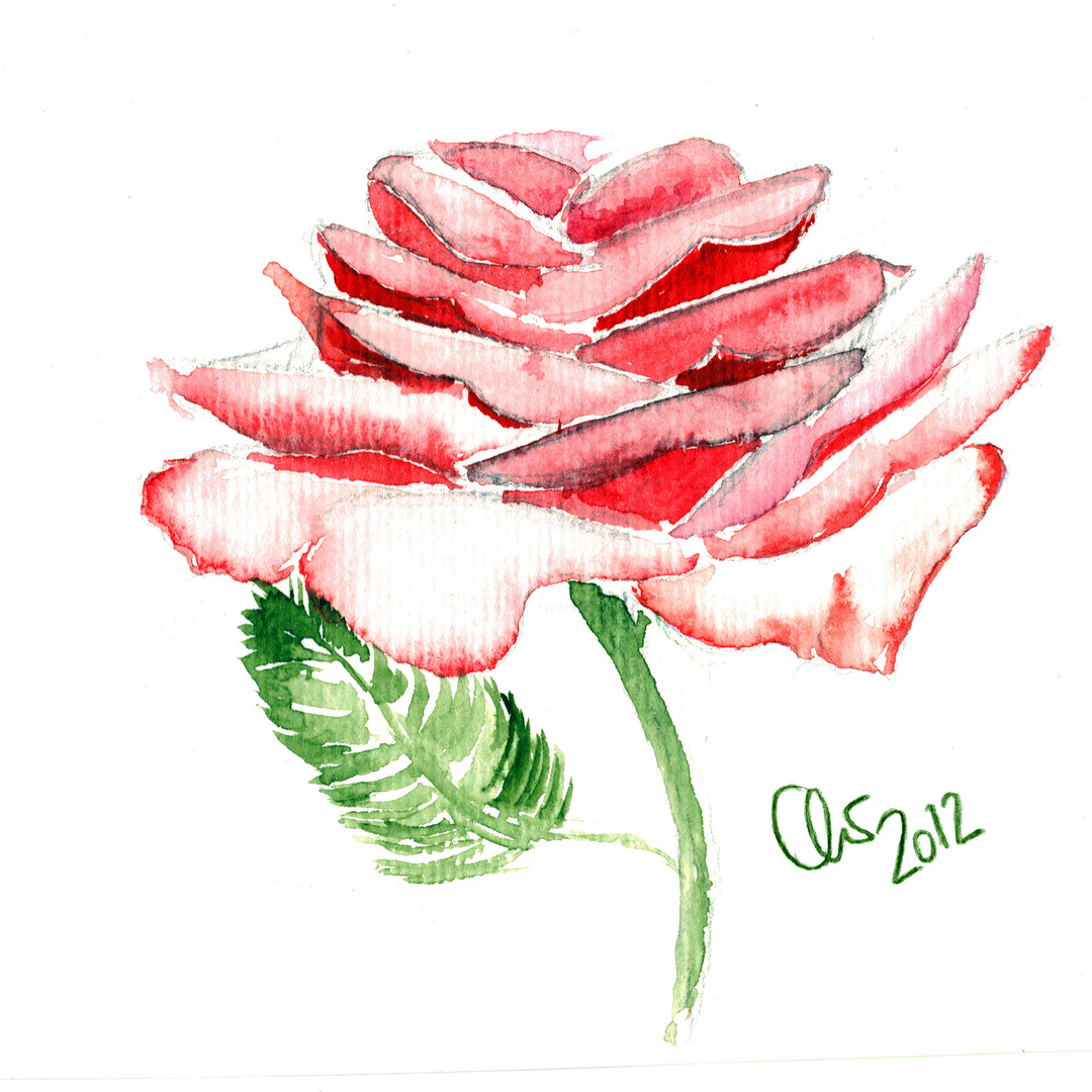 Aquarell - Rose hingeschaut