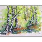 Aquarell_Birkenfrühling 