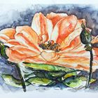 Aquarell_Buschrose