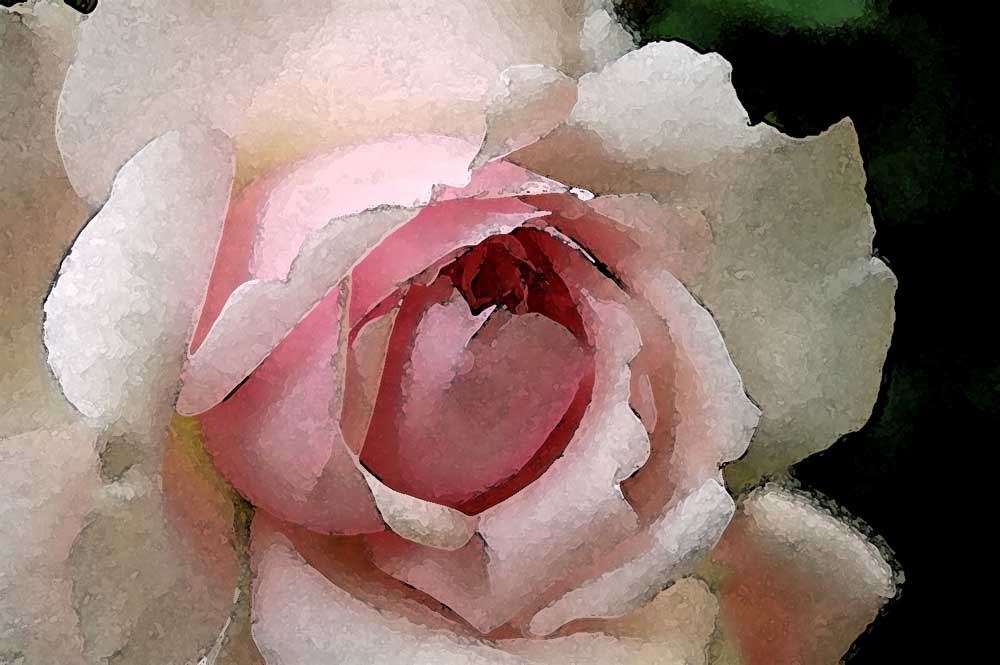 aquarellisierte rose