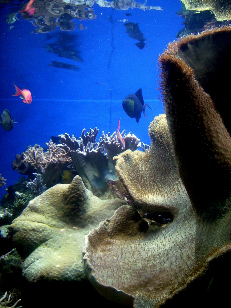 Aquaristik im Kölner Zoo