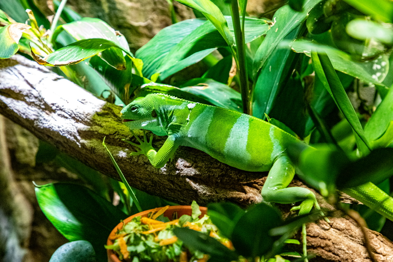 Aquarium Foto & Bild | tiere, zoo, wildpark & falknerei, natur Bilder