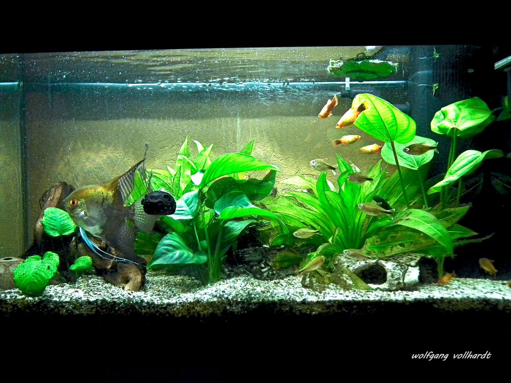 Aquarium Foto & Bild | tiere, natur Bilder auf fotocommunity