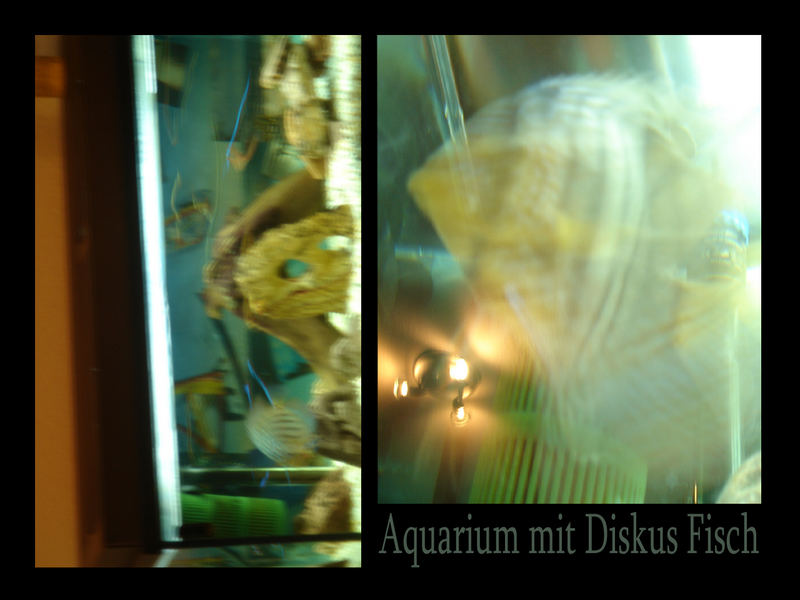 aquarium