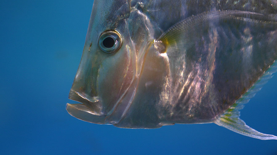 Aquarium Barcelona