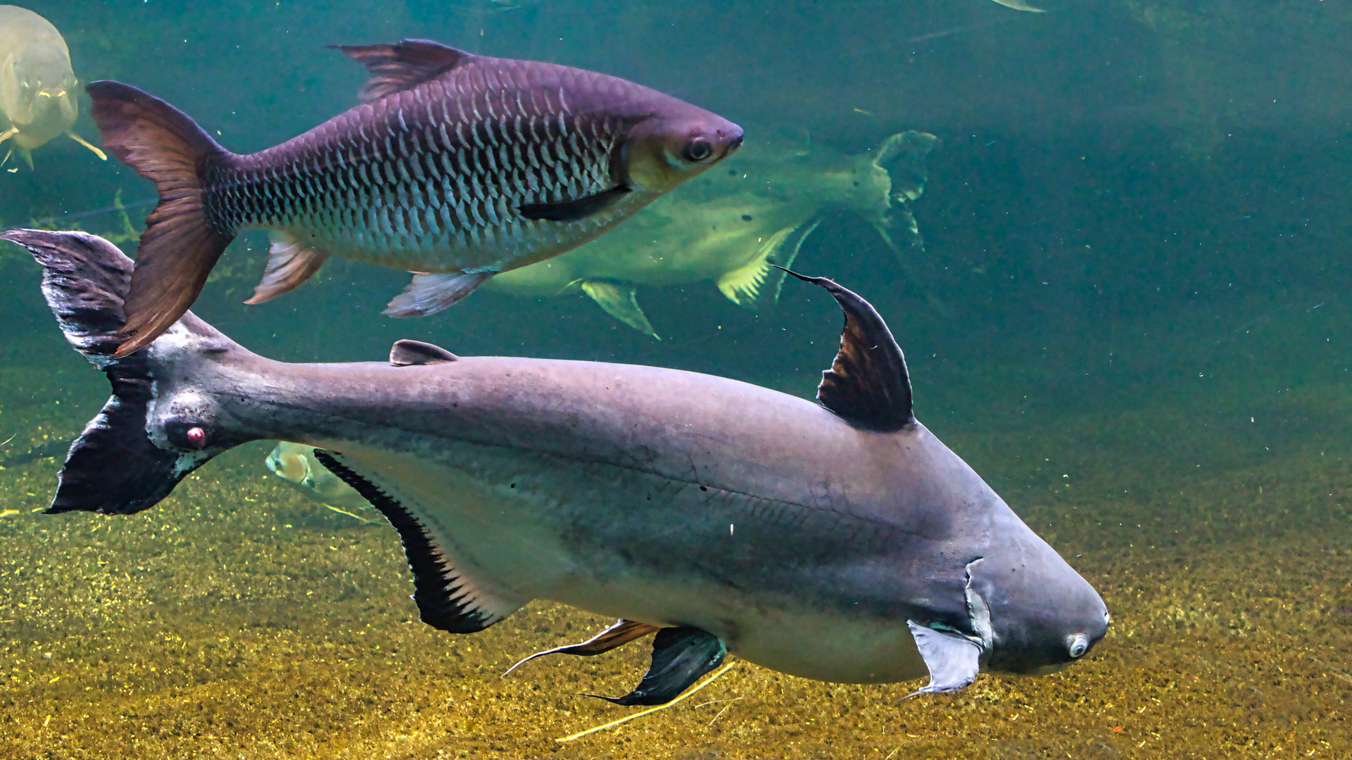 Aquarium Berlin