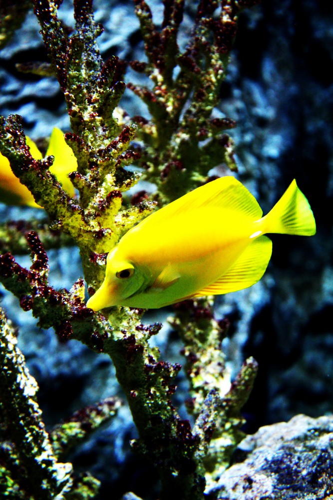 Aquarium Berlin