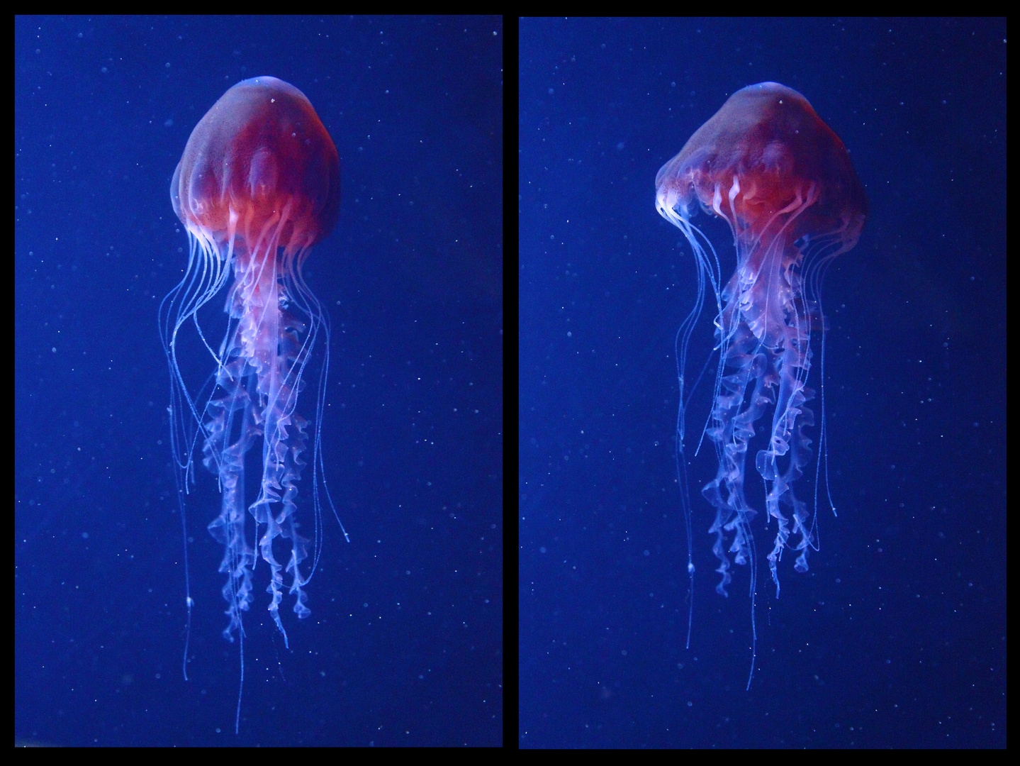 Aquarium Berlin