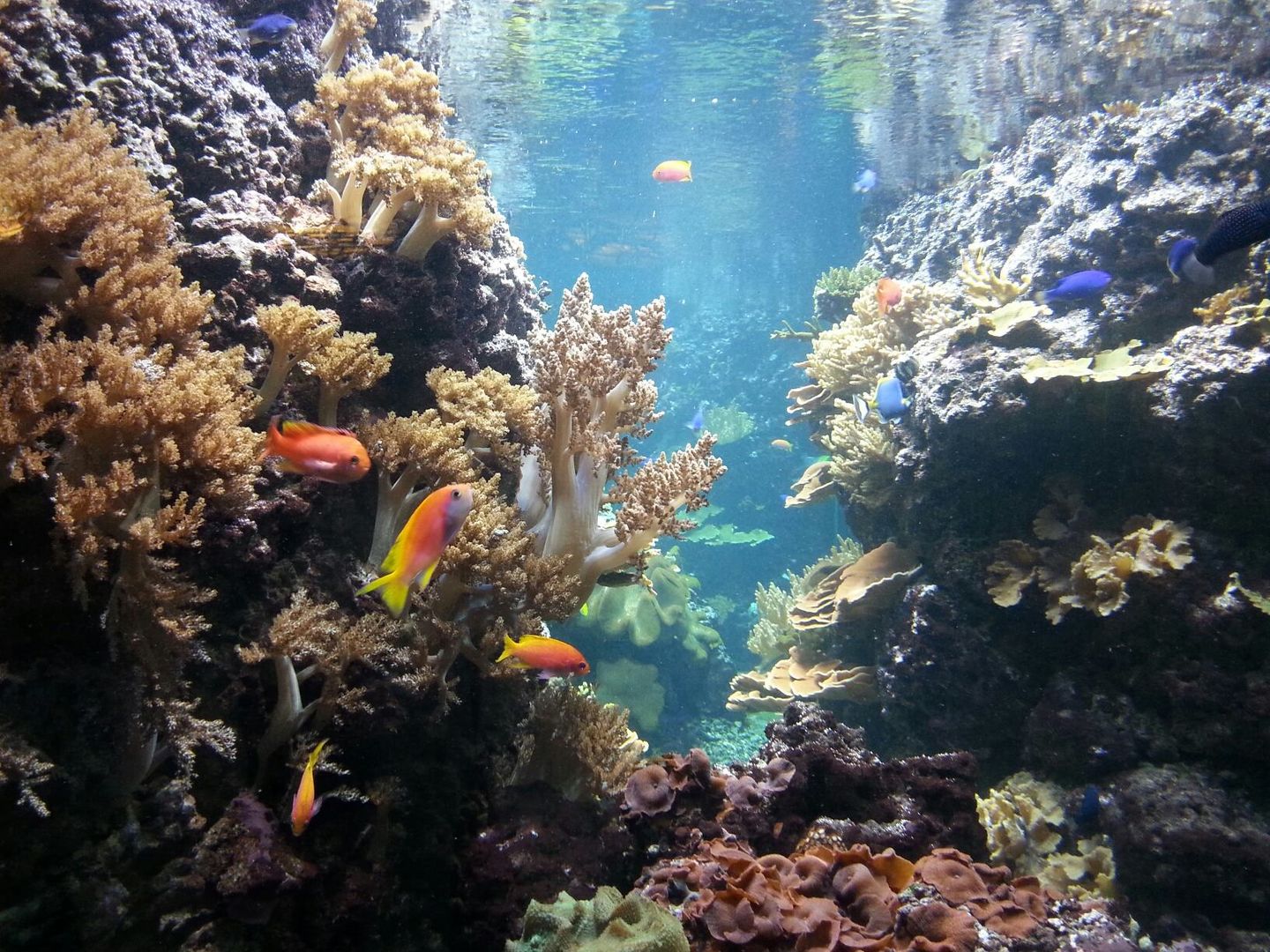 Aquarium Berlin