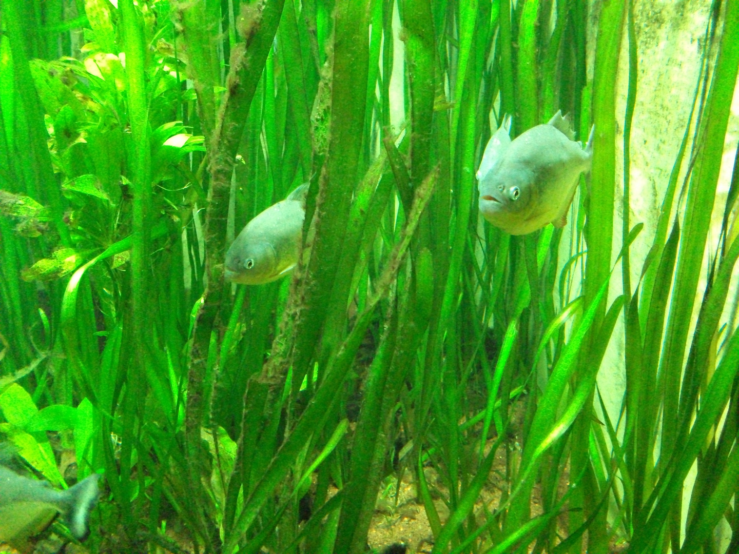 Aquarium Berlin - Piranhas