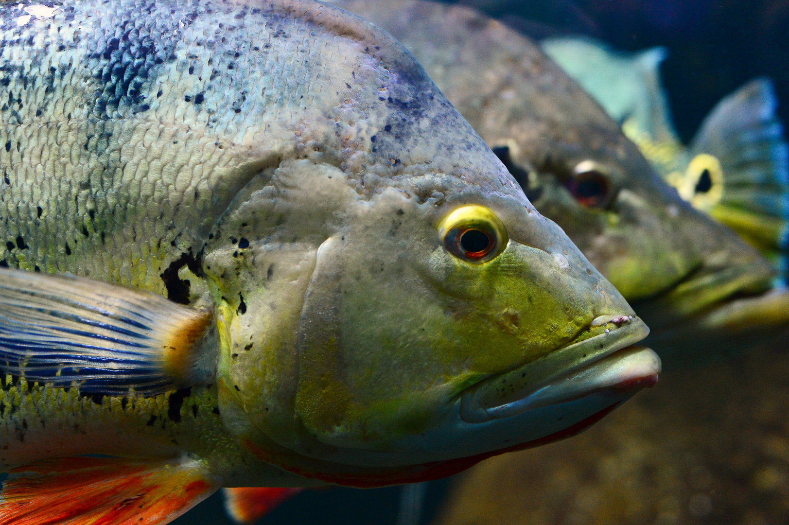 Aquarium Berlin Zoo