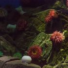 Aquarium Bla Planet 3