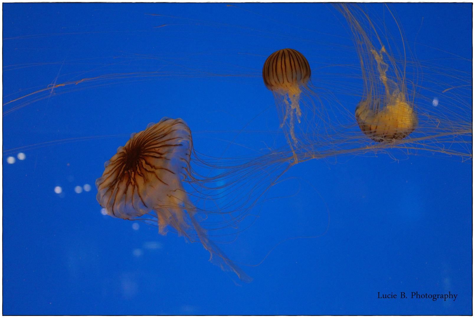 Aquarium de La Rochelle.