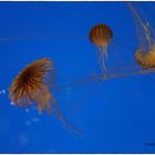 Aquarium de La Rochelle.