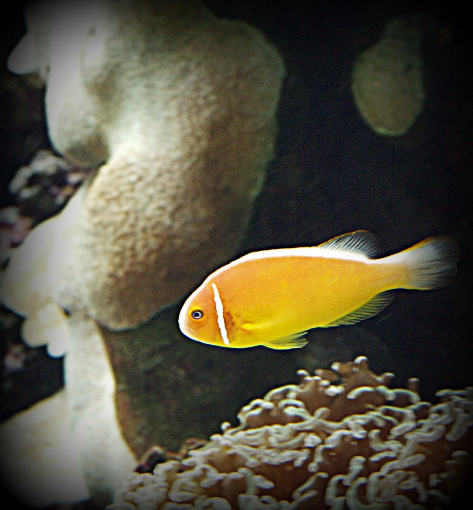 Aquarium des Lagons 11 - Poisson clown des Maldives - Amphiprion Nigripes (Clown) Fisch