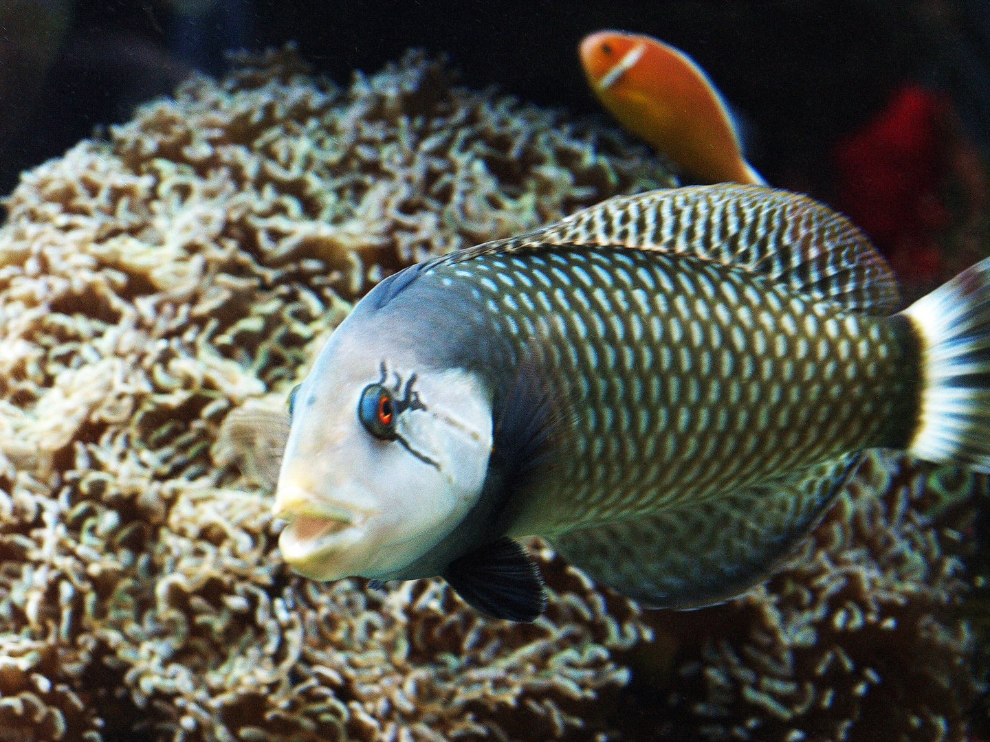 Aquarium des Lagons 12  -  Labre rasoir juvénile  - Novaculichthys taeniourus