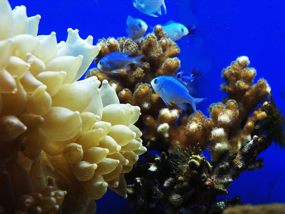 Aquarium des Lagons 13 - Poissons et coraux - Fische und Korallen