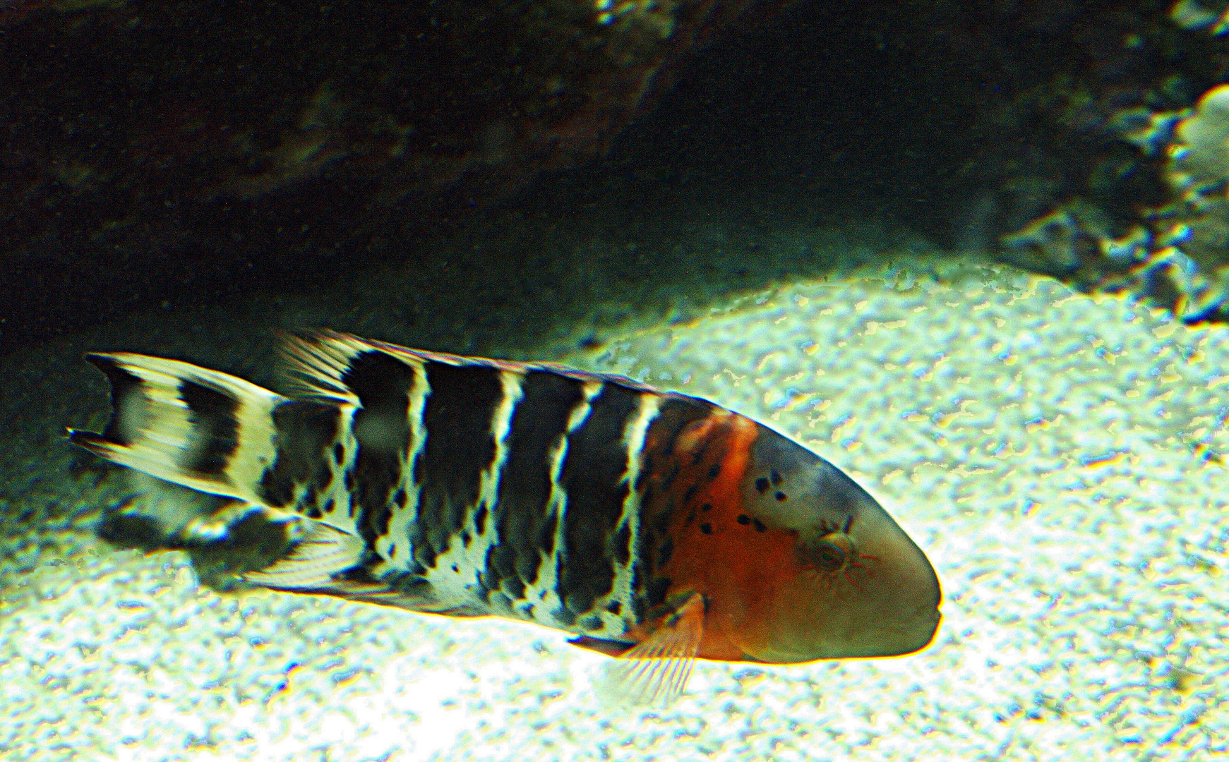 Aquarium des Lagons 15 - Labre maori rayé (Cheilinus fasciatus)